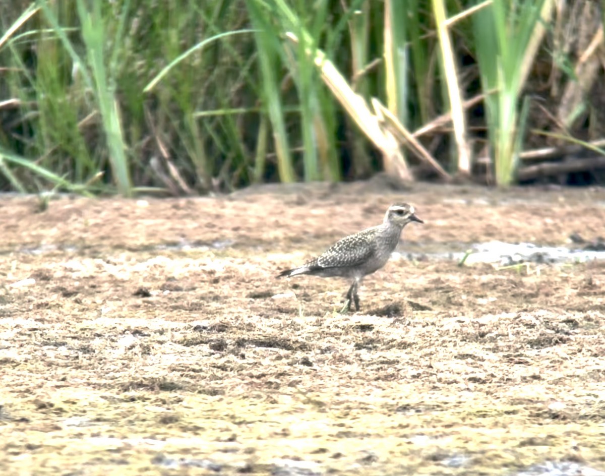 American Golden-Plover - ML605776231