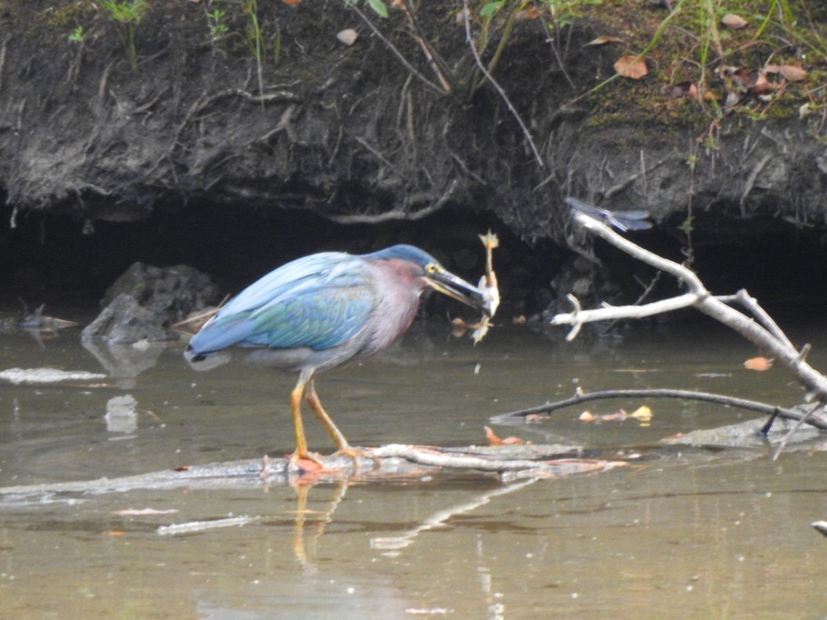 Green Heron - ML605776441