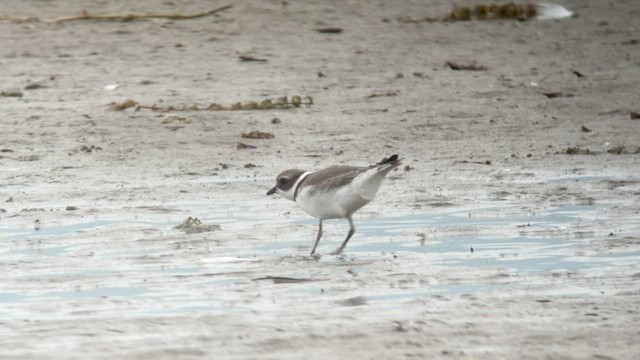 Semipalmated Plover - ML605776531