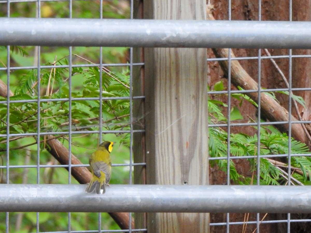 Hooded Warbler - Ryne VanKrevelen