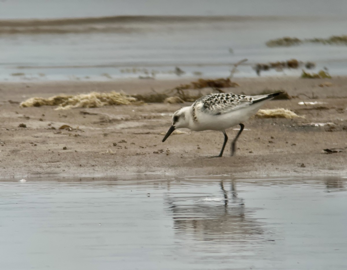 Sanderling - ML605777001