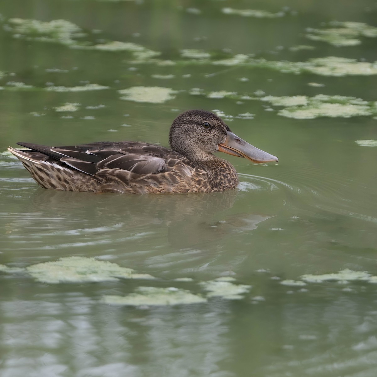 Northern Shoveler - Christine Pelletier et (Claude St-Pierre , photos)