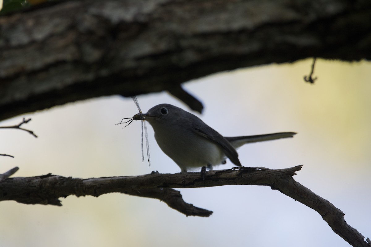 Blue-gray Gnatcatcher - ML605777871