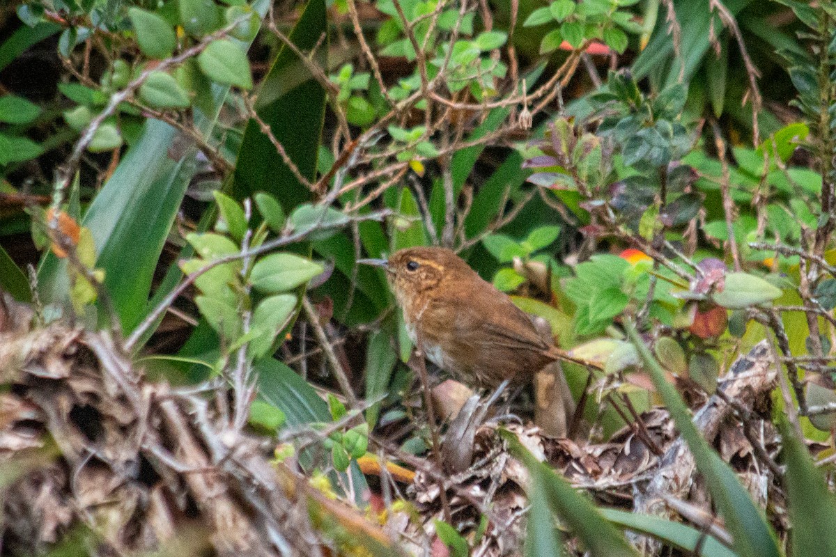 Tepui Wren - ML605777941