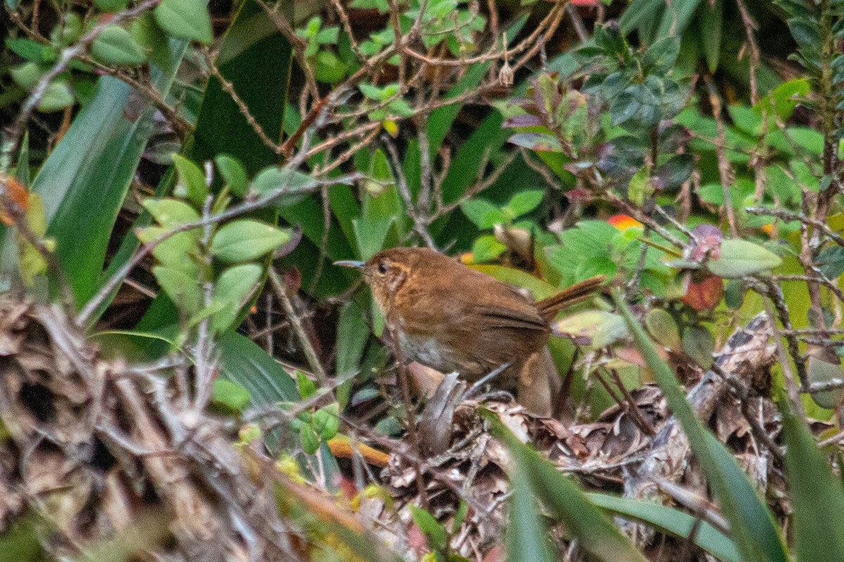 Tepui Wren - ML605777951