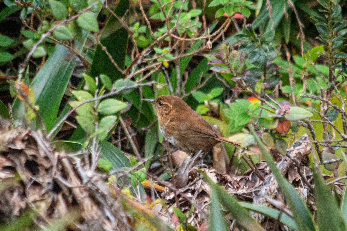 Tepui Wren - ML605777961