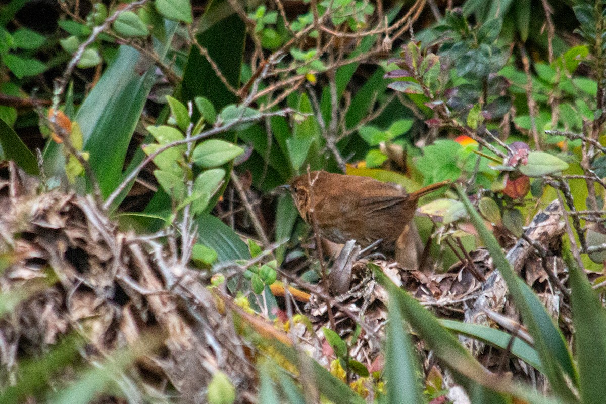 Tepui Wren - ML605777971