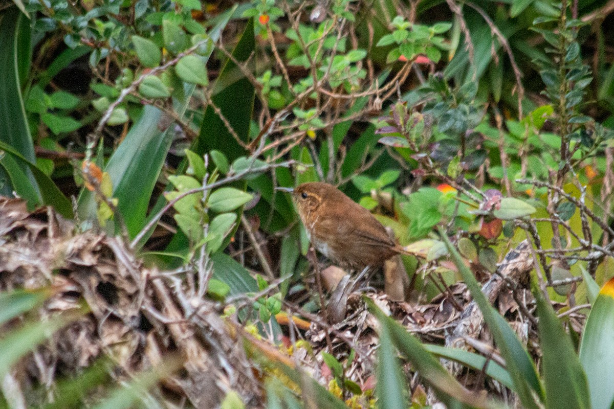 Tepui Wren - ML605777981