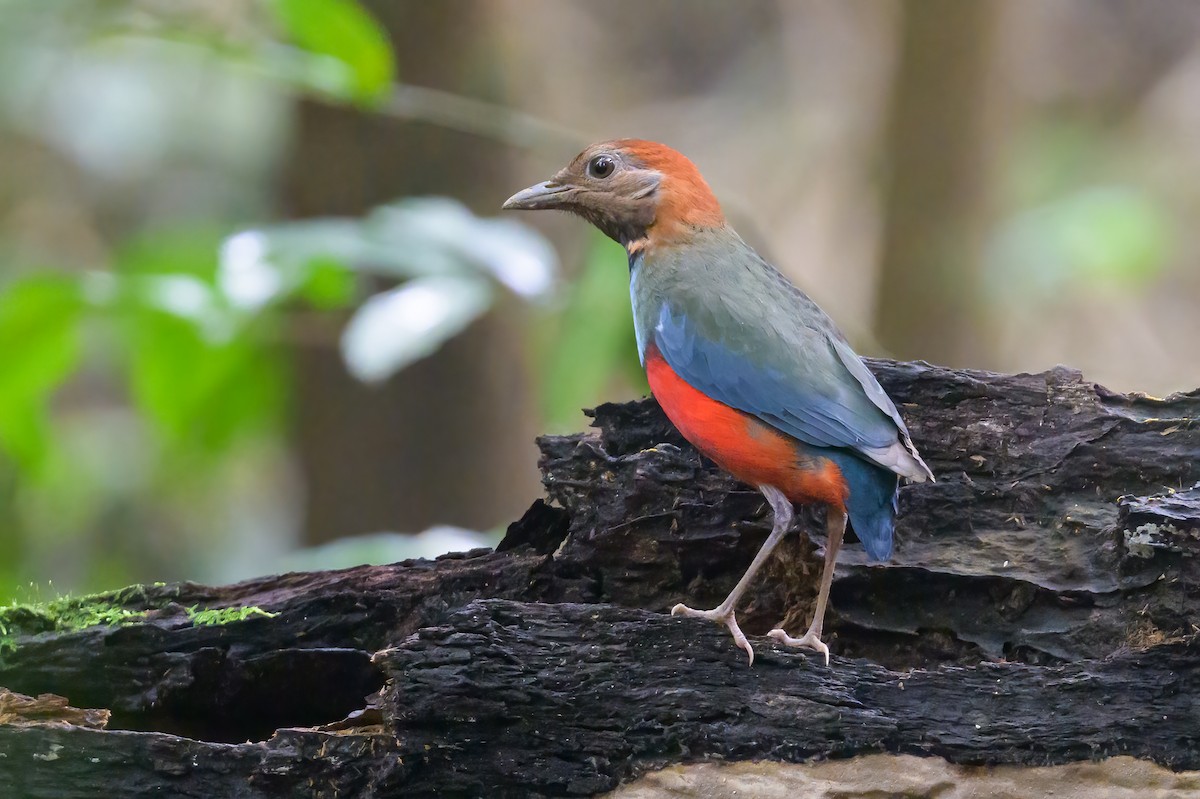 Papua-Blaubrustpitta - ML605778091