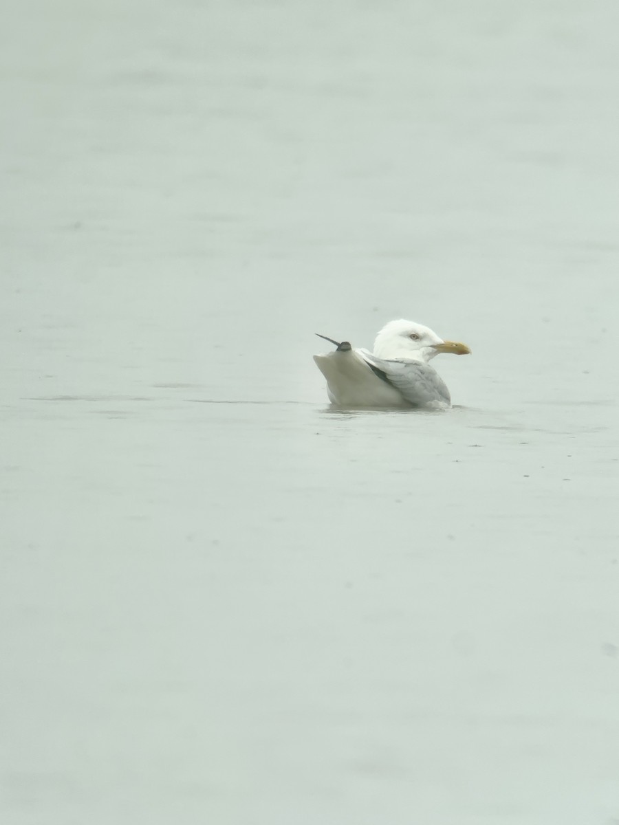 Gaviota Argéntea - ML605778191