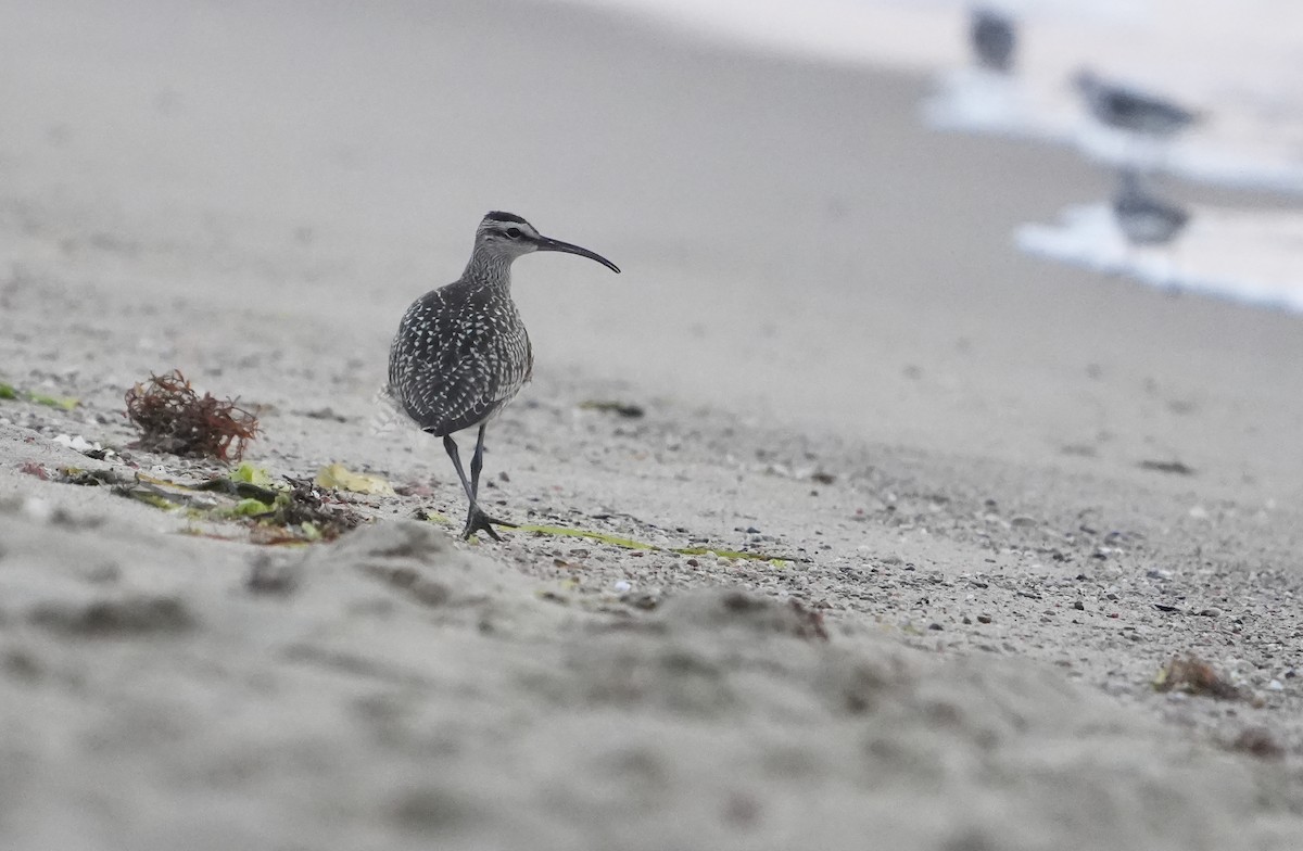 Regenbrachvogel - ML605778231