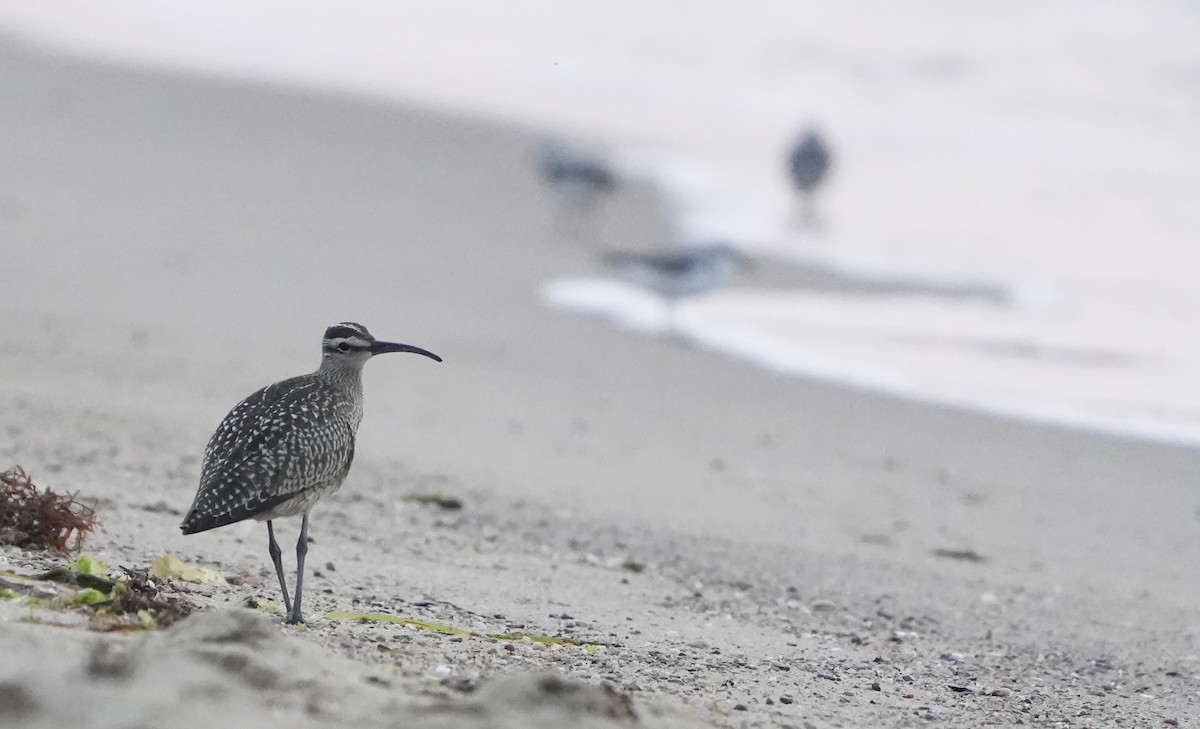 Whimbrel - Nevine Jacob