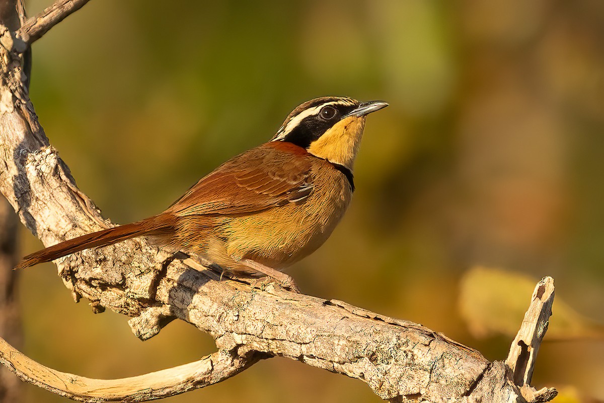 アカエリオタテドリ（torquata／rufescens） - ML605778461