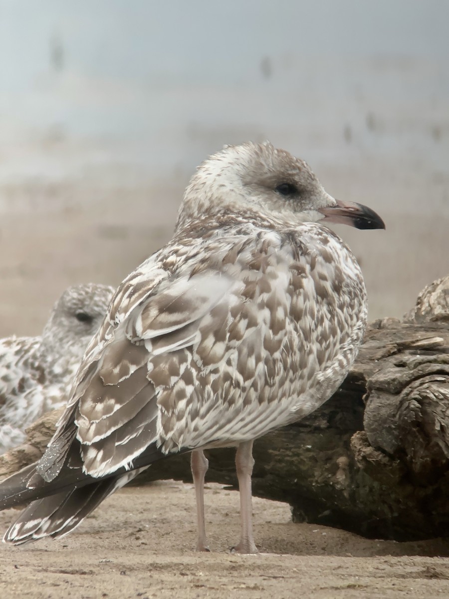 Ring-billed Gull - ML605778501