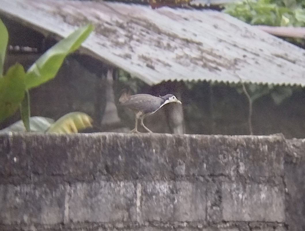 White-breasted Waterhen - ML605778731