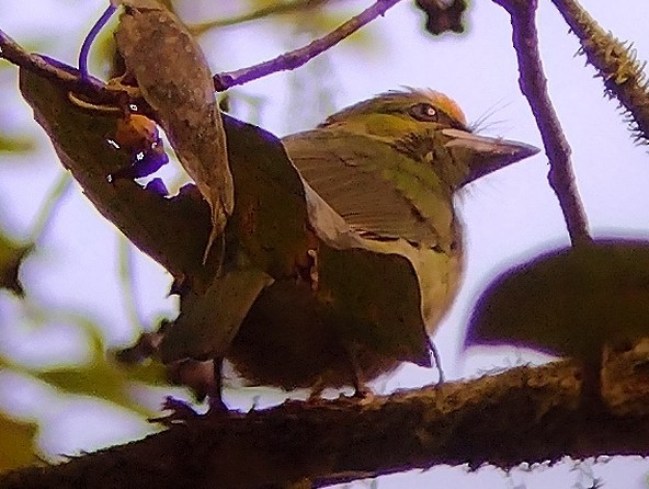 Flame-fronted Barbet - ML605778881