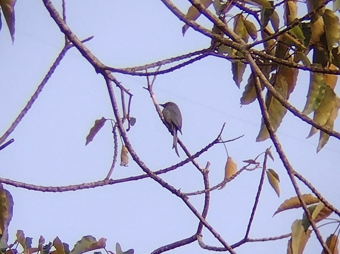 Ashy Drongo - ML605779061