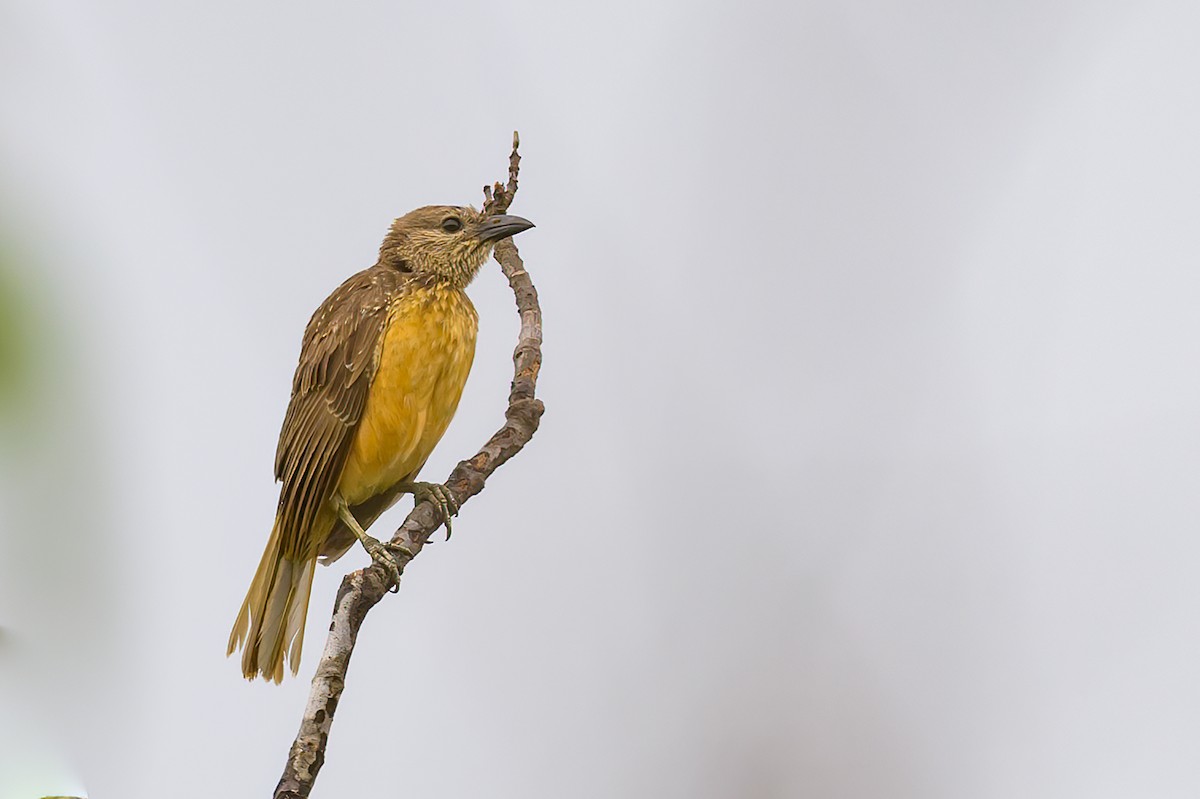 Fawn-breasted Bowerbird - Roger MacKertich