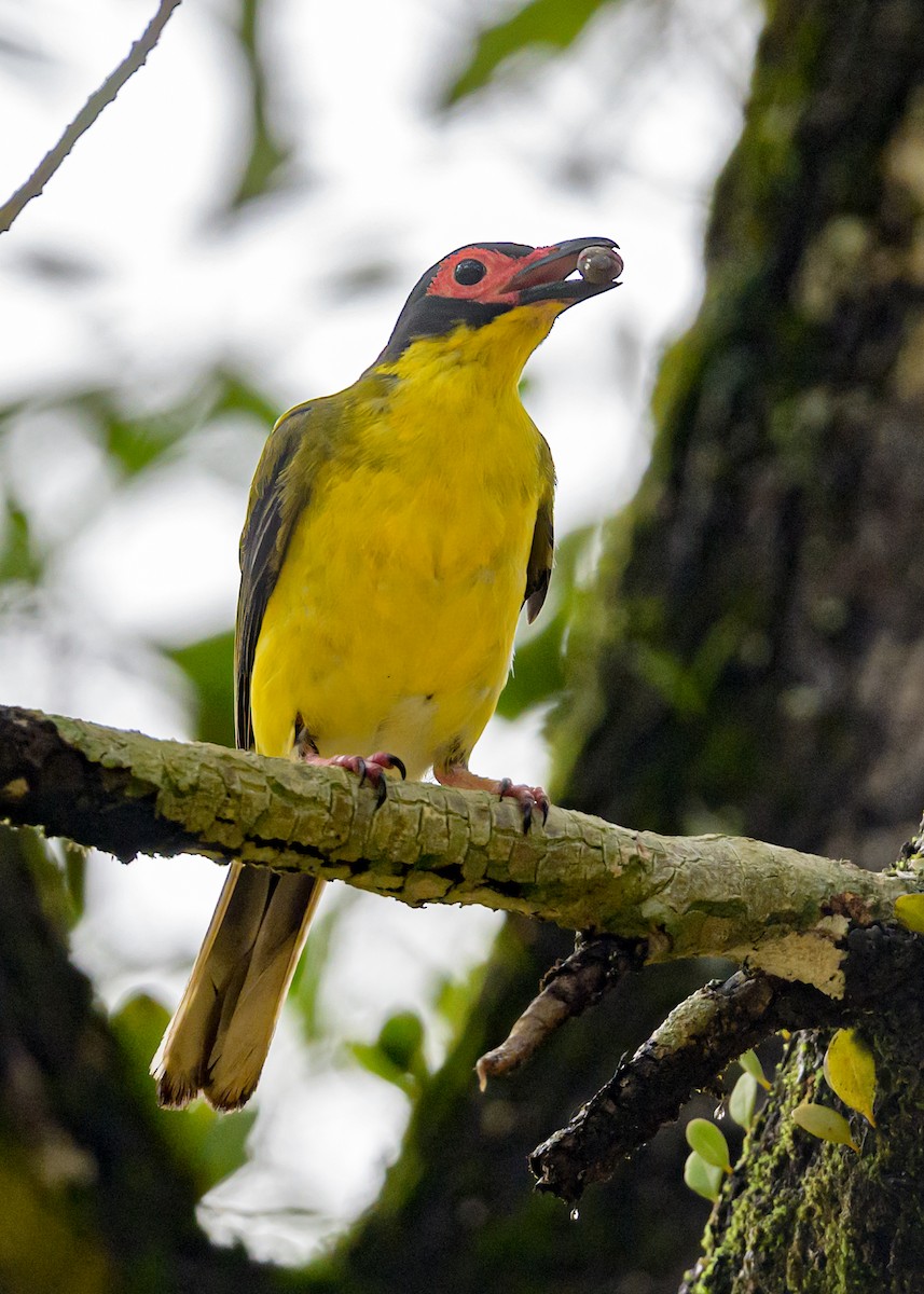 Australasian Figbird - ML605780251