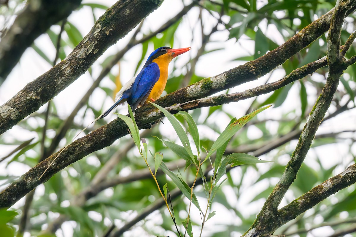 Buff-breasted Paradise-Kingfisher - ML605780441