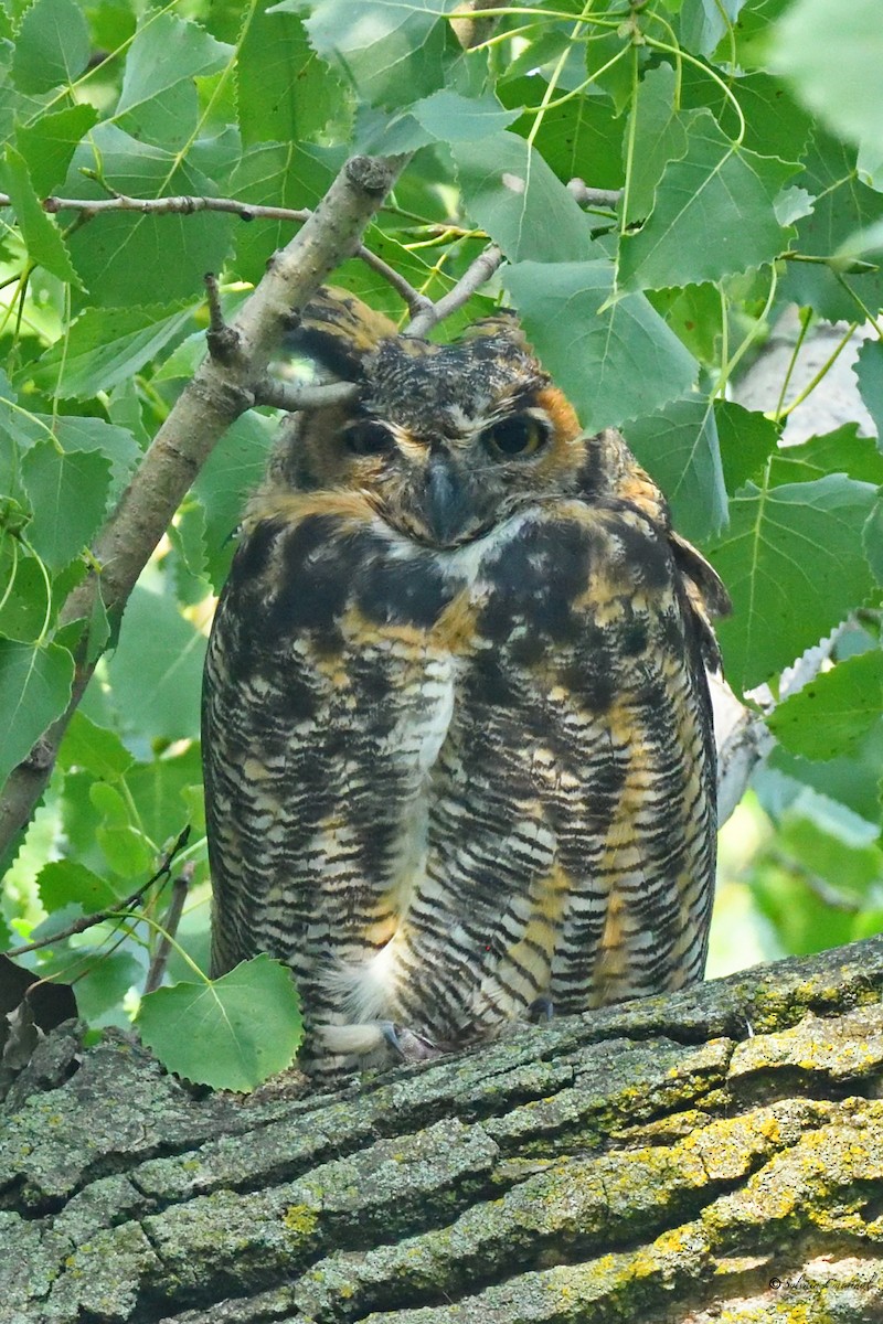 Great Horned Owl - ML605780561