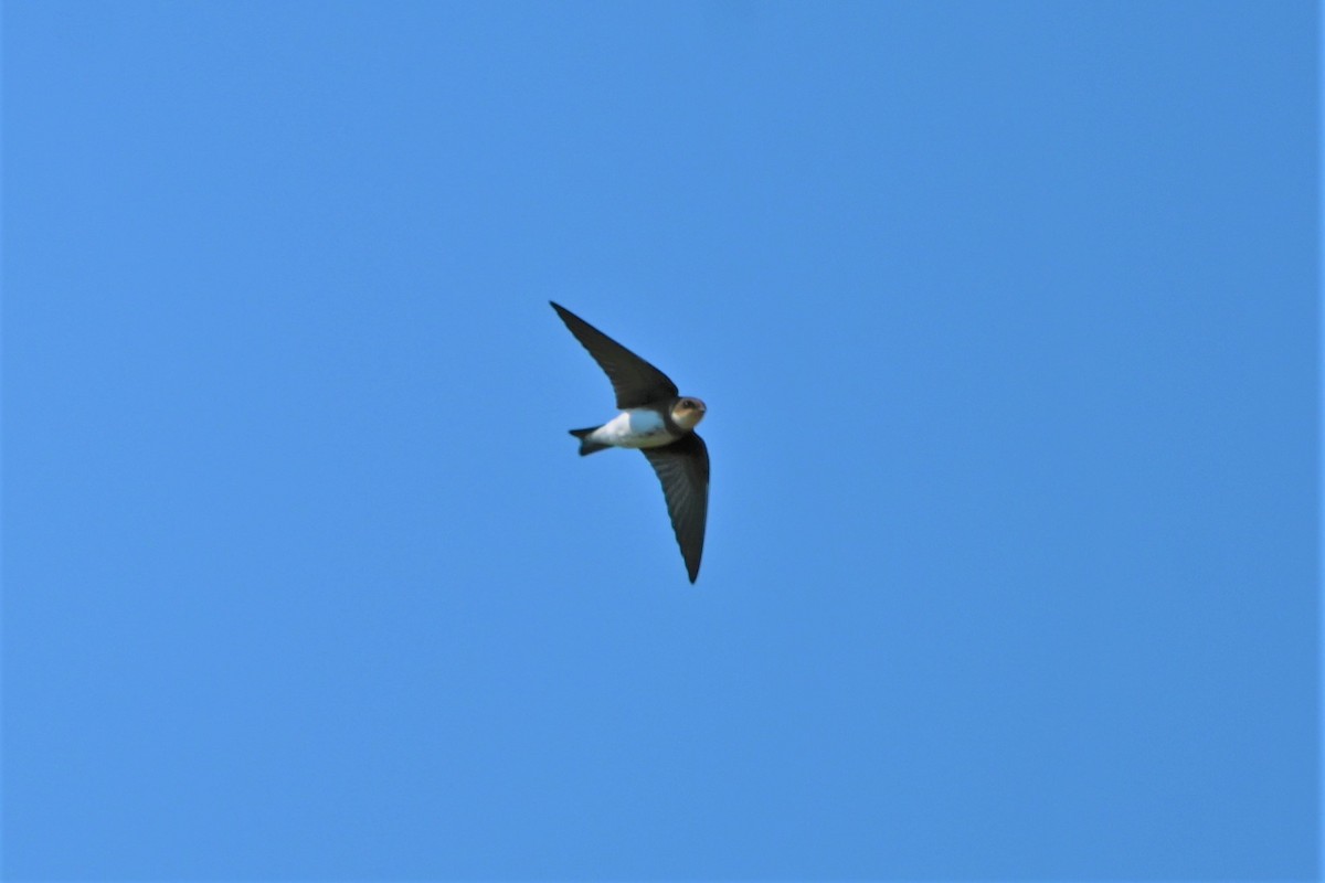 Bank Swallow - ML605780841