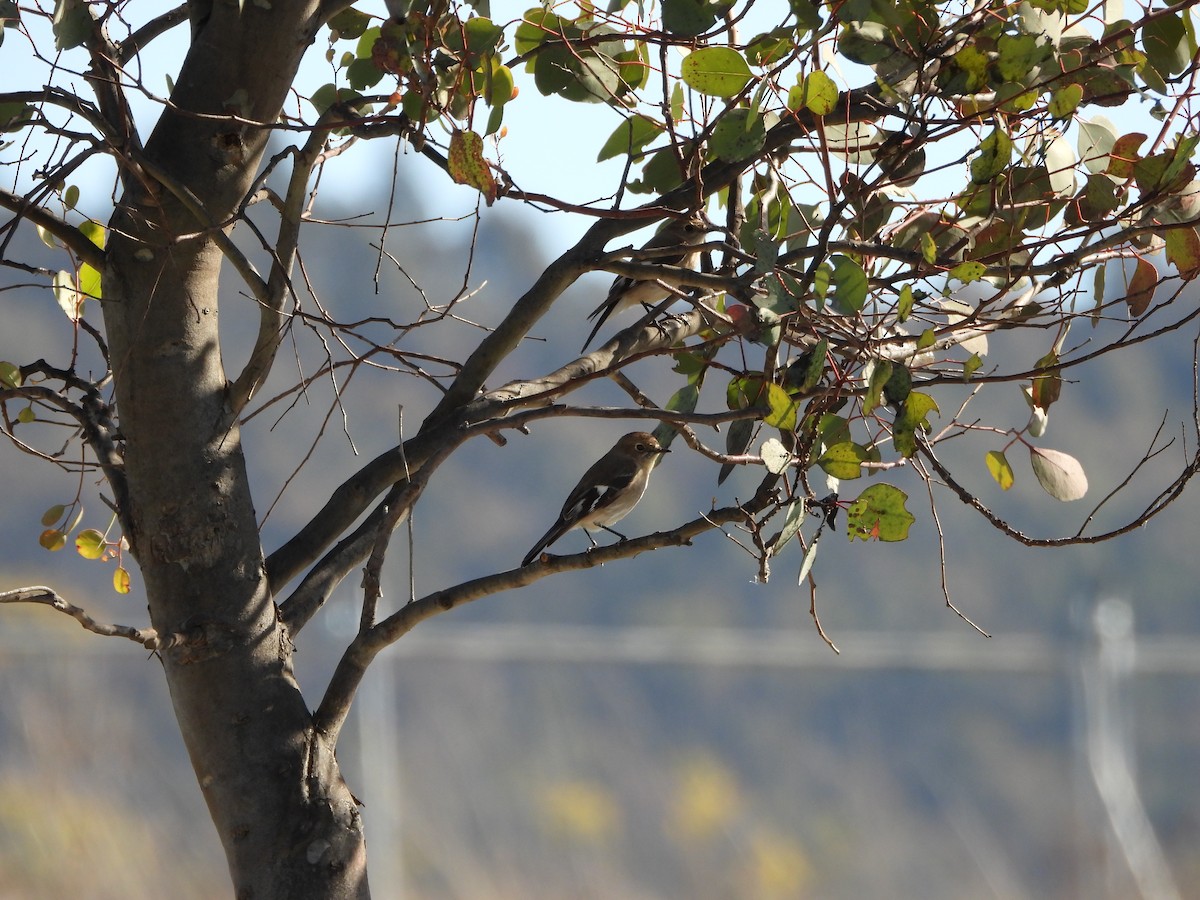 Flame Robin - Line Perrins