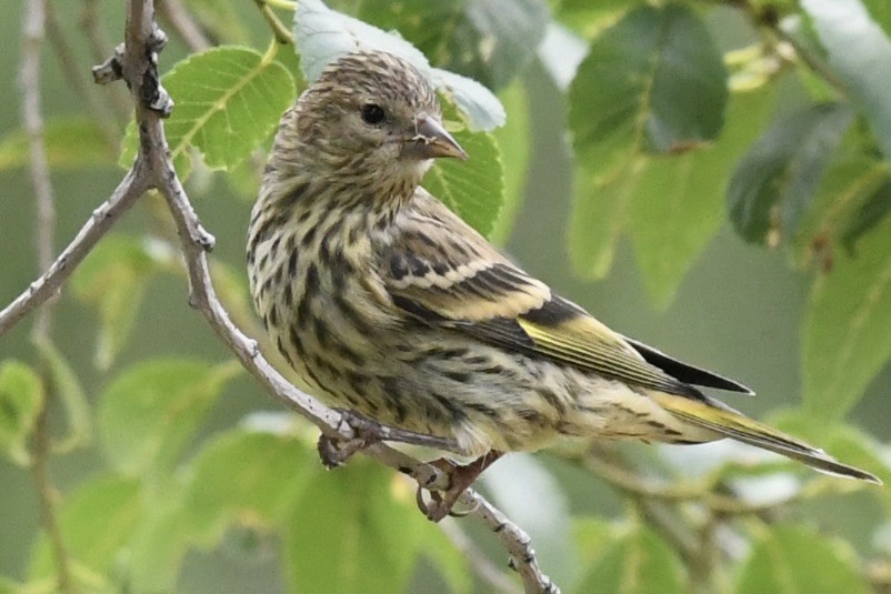 Pine Siskin - barbara segal