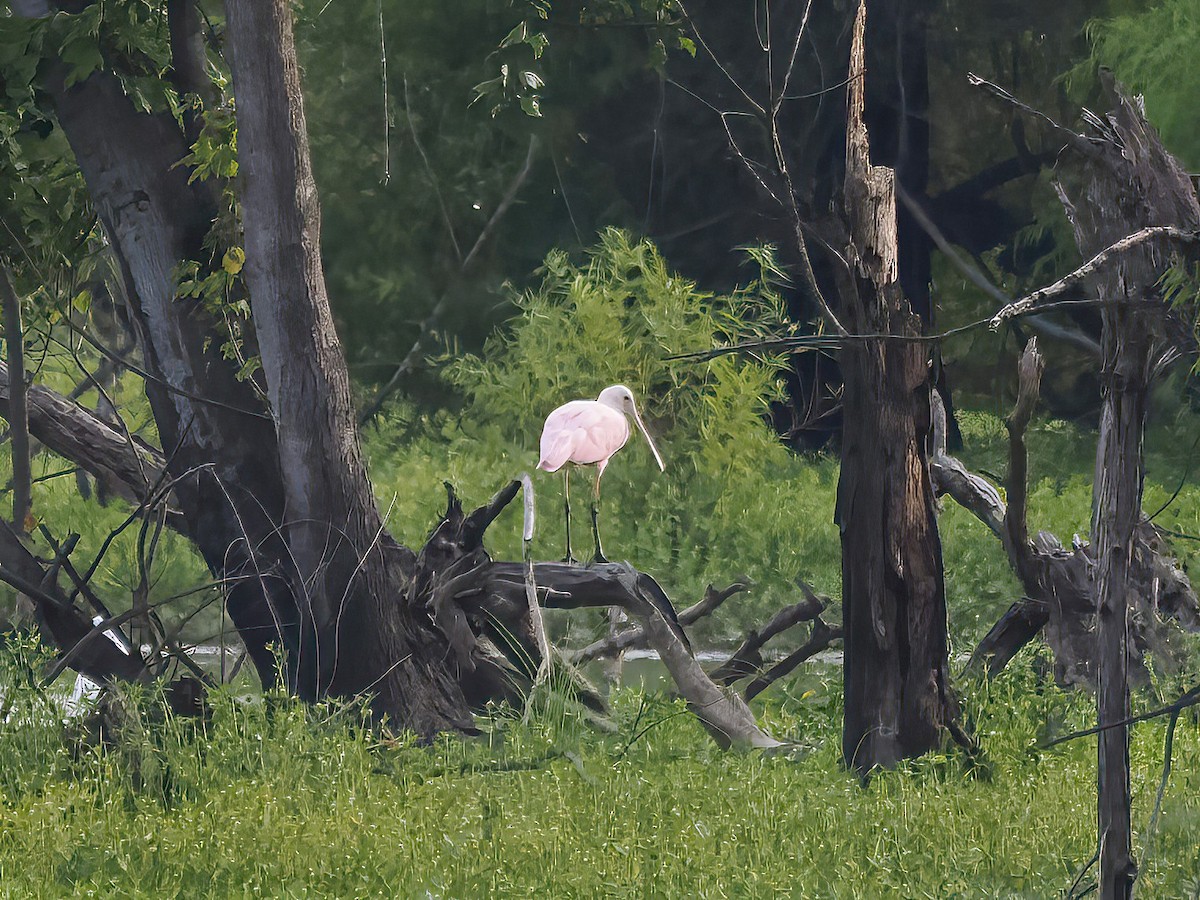 Roseate Spoonbill - ML605784171