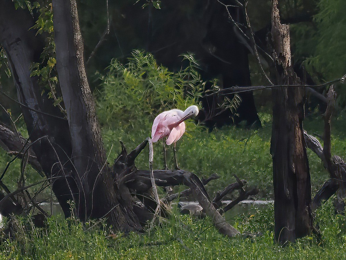 Roseate Spoonbill - ML605784191