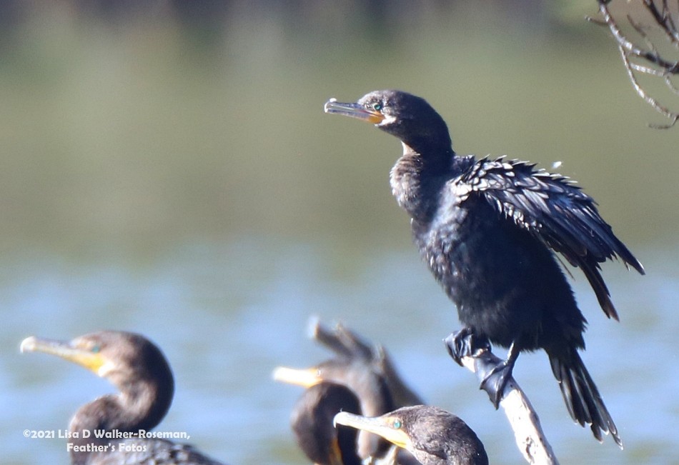 Neotropic Cormorant - ML605784361