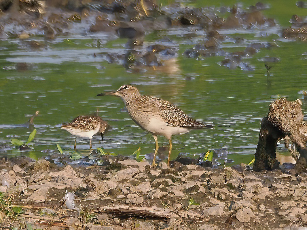 Pectoral Sandpiper - ML605784681