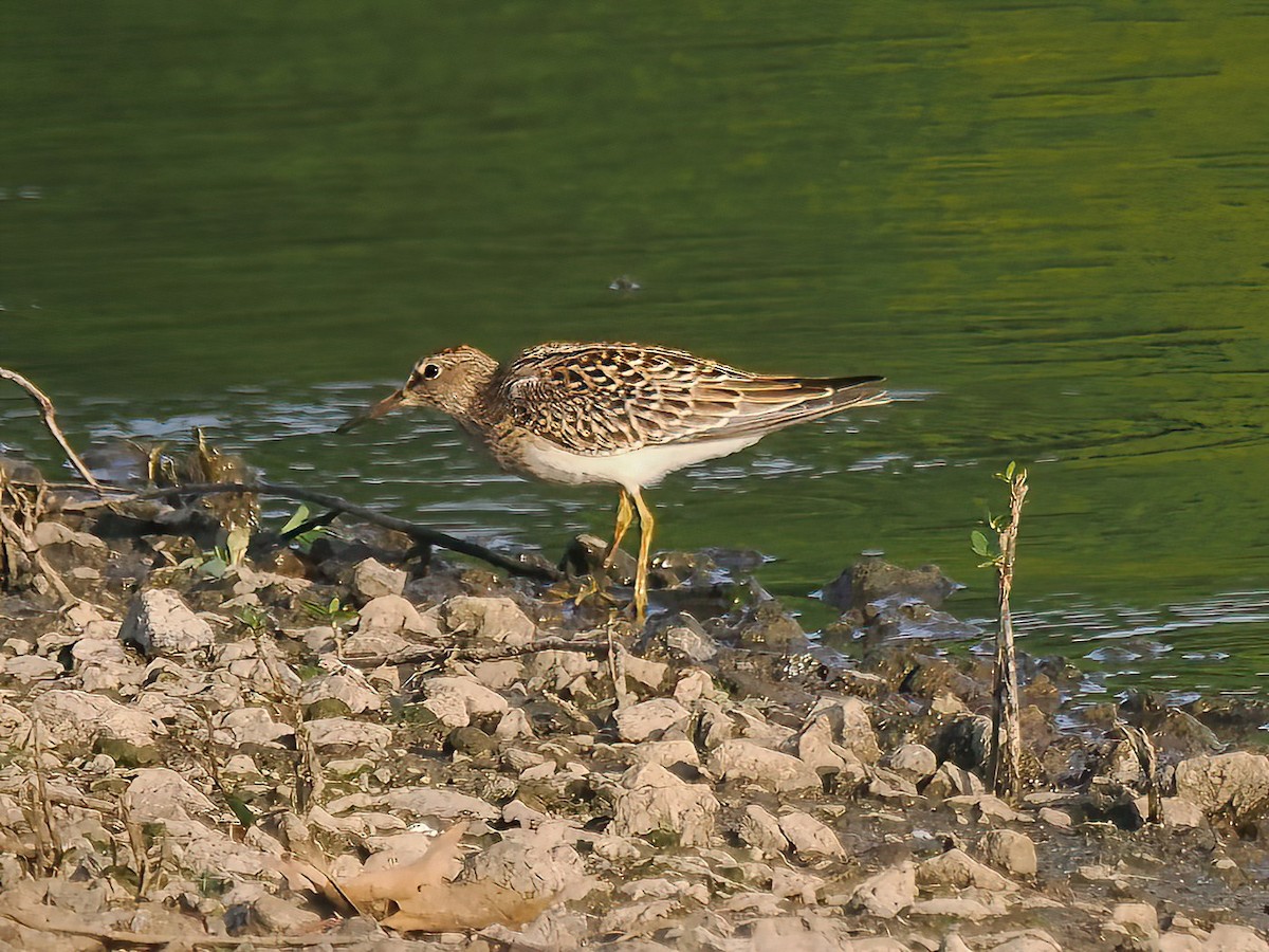 アメリカウズラシギ - ML605784691