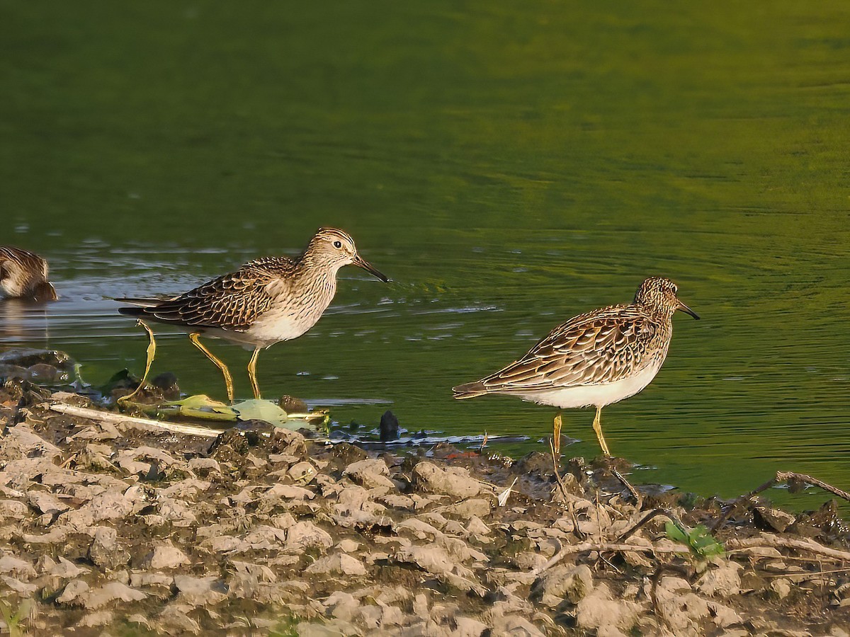 Pectoral Sandpiper - ML605784701