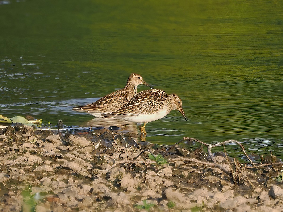 Pectoral Sandpiper - ML605784711