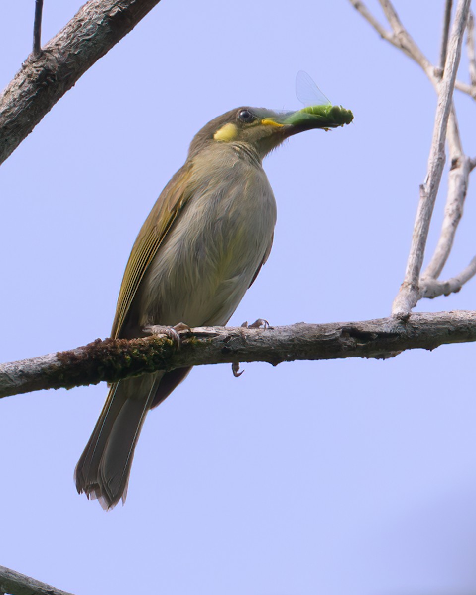 Graceful Honeyeater - ML605785231