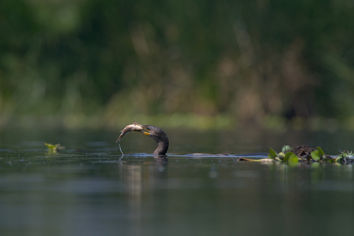 Neotropic Cormorant - Juan Pablo Fonseca Amaro