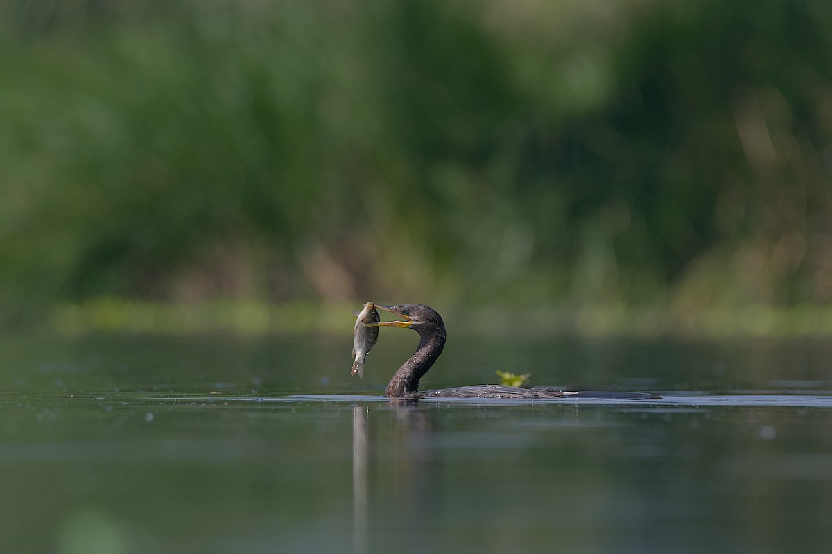 Cormorán Biguá - ML605785871