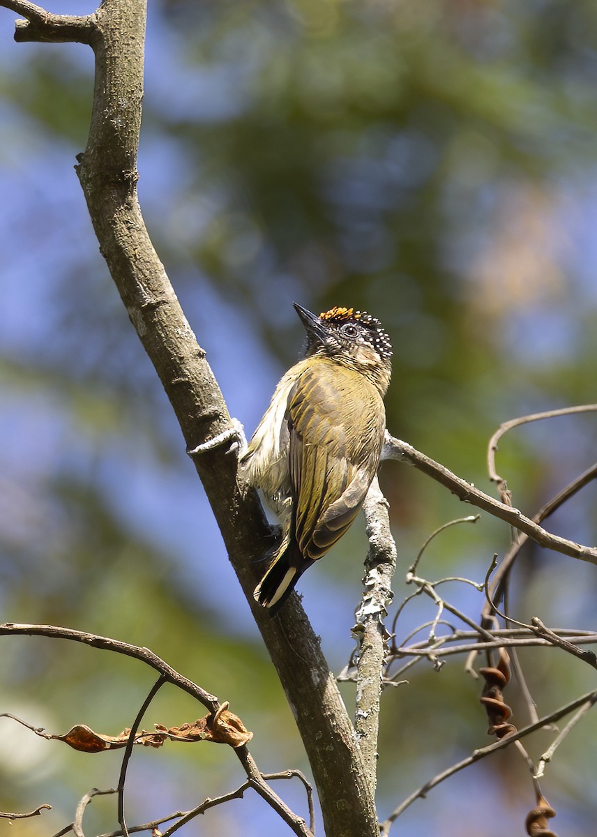Olivaceous Piculet - ML605786061