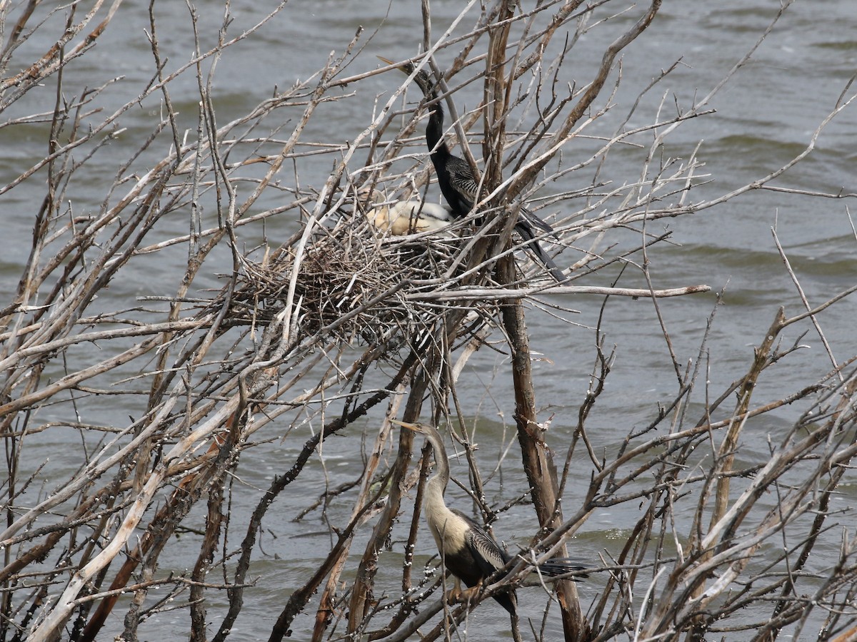 Anhinga - ML605786531