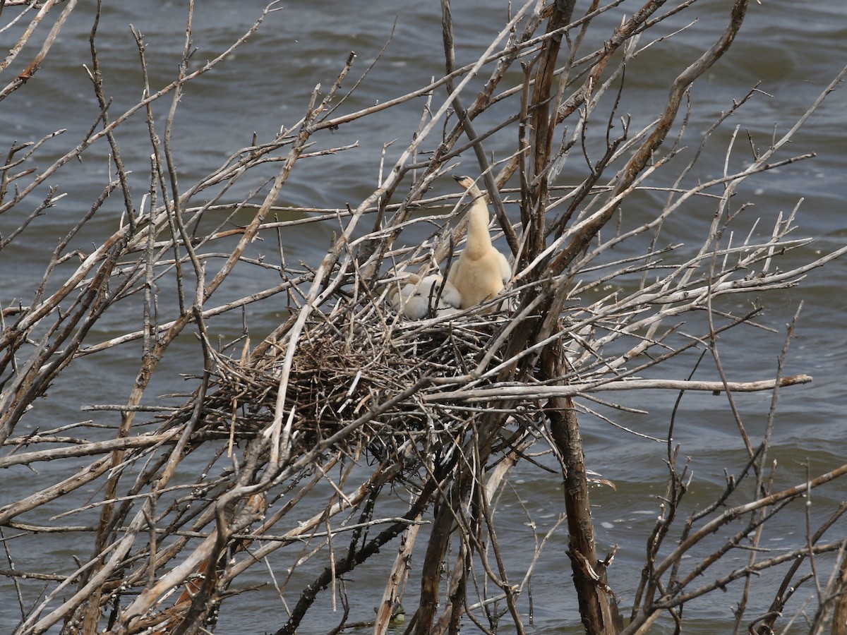 Anhinga - ML605786651