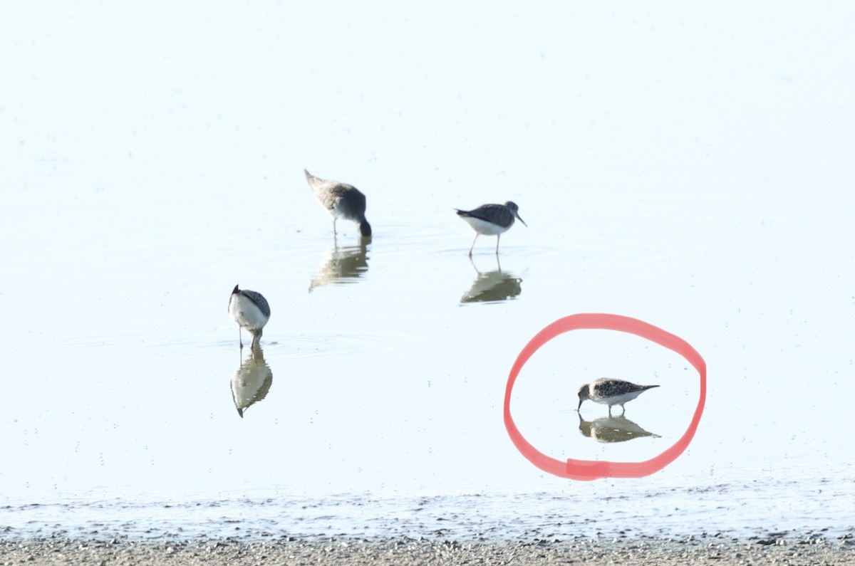 Western Sandpiper - Gino Ellison