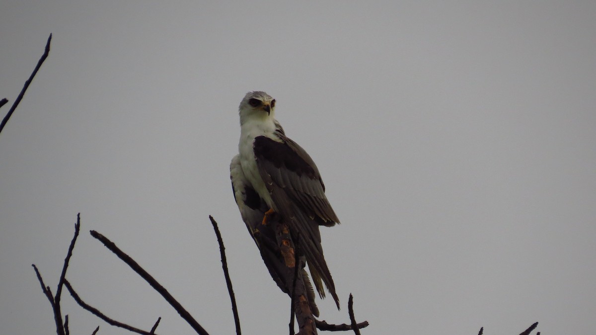 White-tailed Kite - Jorge Muñoz García   CAQUETA BIRDING