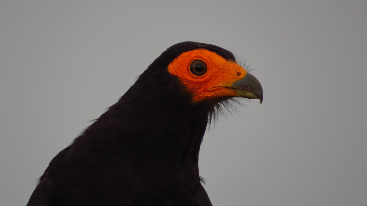 Black Caracara - ML60578801