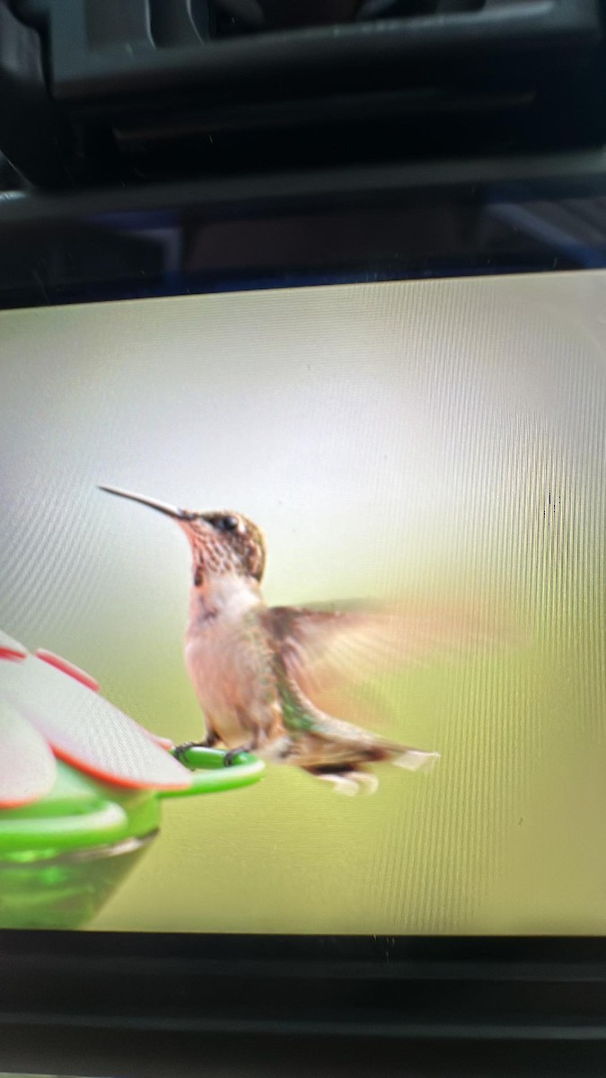 Colibri à gorge rubis - ML605788271