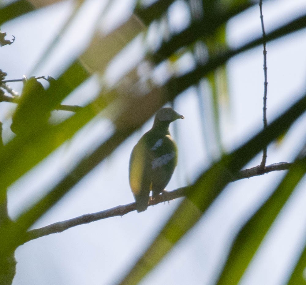 Gray-headed Fruit-Dove - ML605788461