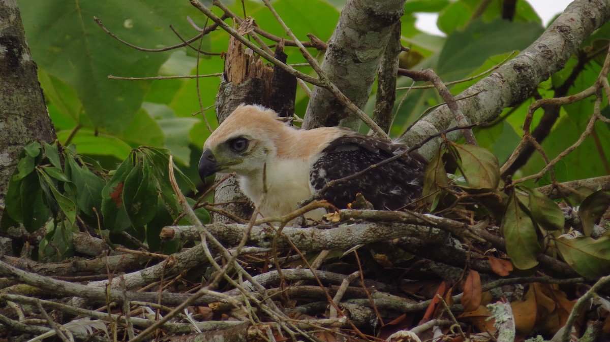 Ornate Hawk-Eagle - Jorge Muñoz García   CAQUETA BIRDING