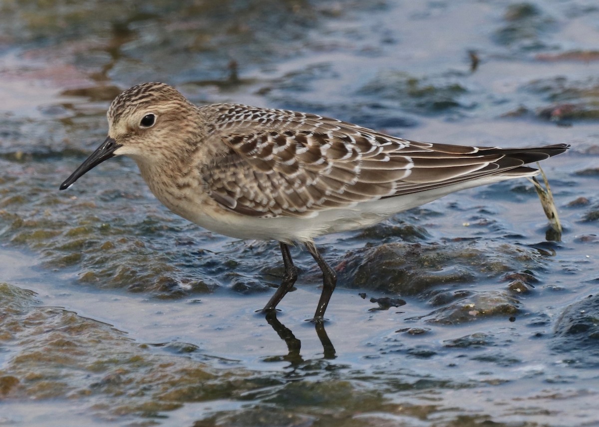 Baird's Sandpiper - ML605788841