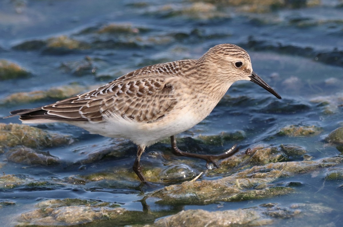 Baird's Sandpiper - Chris Overington