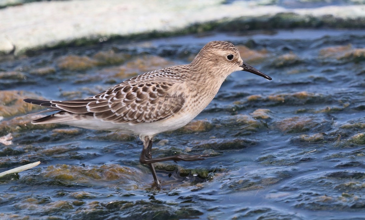 Baird's Sandpiper - ML605789001